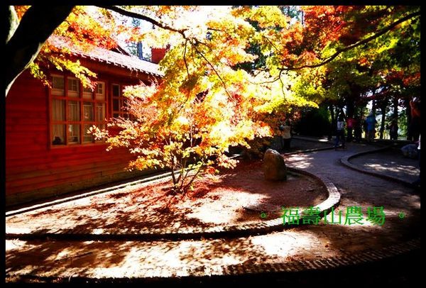 福壽山農場:楓了~楓了~福壽山農場~爆肝也要衝啦~ 福壽山農場:楓了~楓了~福壽山農場~爆肝也要衝啦~