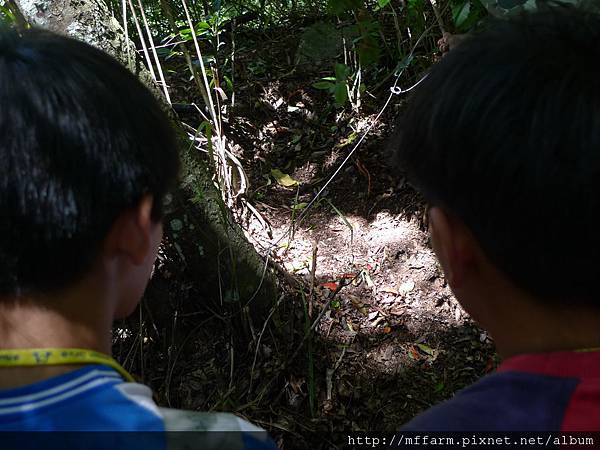 陷阱通常設在動物會經過的路上.JPG