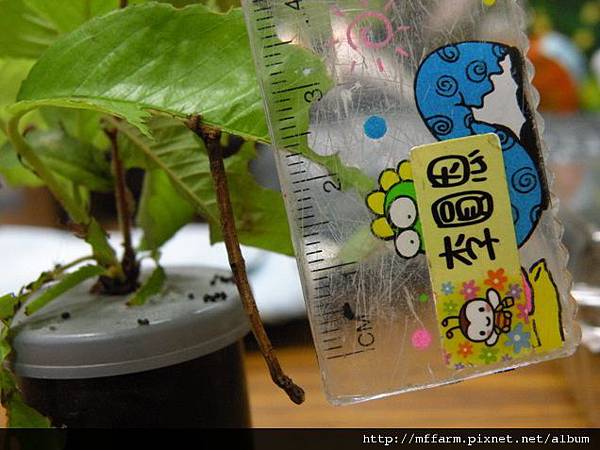 110515張氏尾尺蛾幼蟲.JPG 110515張氏尾尺蛾幼蟲.JPG