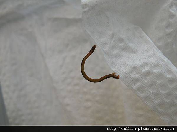 110508張氏尾尺蛾幼蟲.JPG 110508張氏尾尺蛾幼蟲.JPG