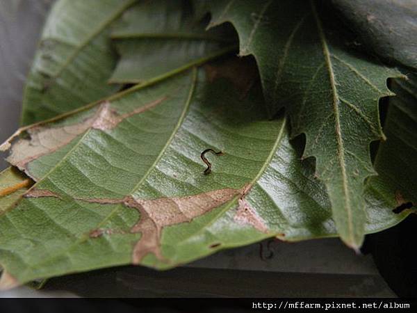 110418剛孵出來的張氏尾尺蛾幼蟲.JPG 110418剛孵出來的張氏尾尺蛾幼蟲.JPG