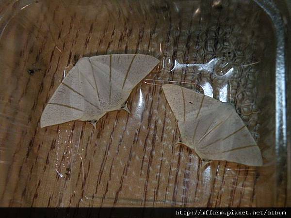 110323難辨雌雄的雌雄蛾分開狀.JPG 110323難辨雌雄的雌雄蛾分開狀.JPG