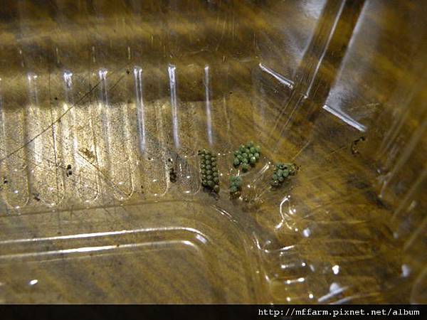 110401張氏尾尺蛾 卵.JPG 110401張氏尾尺蛾 卵.JPG