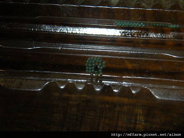 110327張氏尾尺蛾的卵有其他蟲類來查看 (1).JPG 110327張氏尾尺蛾的卵有其他蟲類來查看 (1).JPG