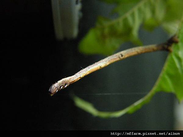 110515張氏尾尺蛾幼蟲 (2).JPG 110515張氏尾尺蛾幼蟲 (2).JPG