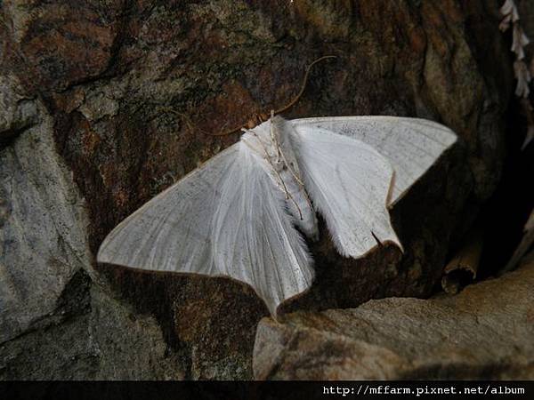 110330已然死去的張氏尾尺蛾 雄蛾.JPG 110330已然死去的張氏尾尺蛾 雄蛾.JPG
