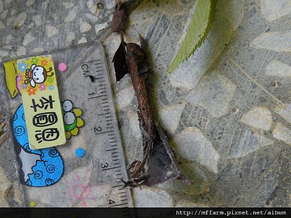 110618張氏尾尺蛾蛹 (1).JPG 110618張氏尾尺蛾蛹 (1).JPG