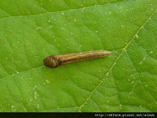 110625第二隻張氏尾尺蛾化蛹 (1).JPG 110625第二隻張氏尾尺蛾化蛹 (1).JPG