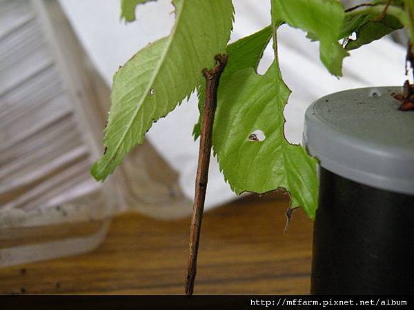 110518張氏尾尺蛾幼蟲.JPG 110518張氏尾尺蛾幼蟲.JPG