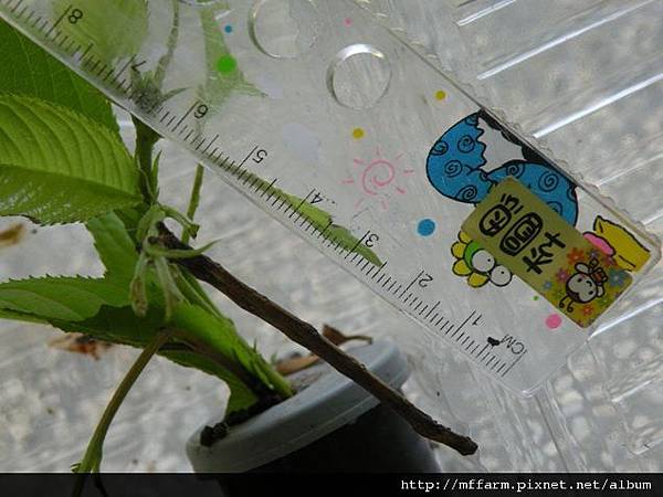 110618張氏尾尺蛾幼蟲.JPG 110618張氏尾尺蛾幼蟲.JPG