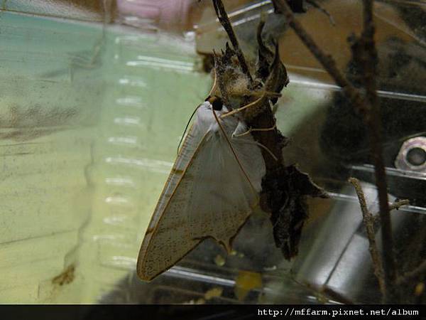 110716第一隻孵出的張氏尾尺蛾.JPG 110716第一隻孵出的張氏尾尺蛾.JPG