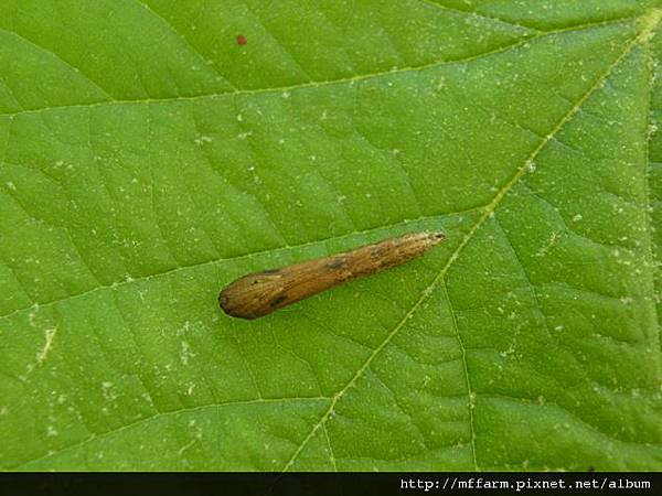 110625第二隻張氏尾尺蛾化蛹.JPG 110625第二隻張氏尾尺蛾化蛹.JPG