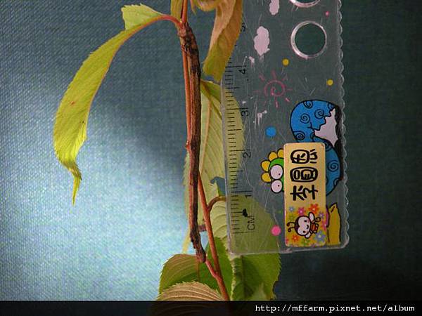 110529 張氏尾尺蛾幼蟲.JPG 110529 張氏尾尺蛾幼蟲.JPG