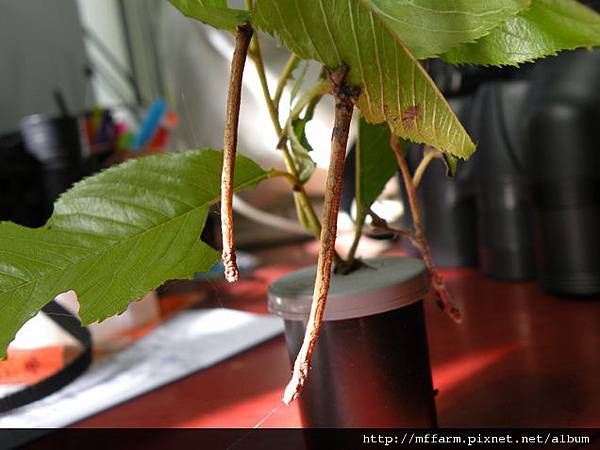 110527張氏尾尺蛾幼蟲 (2).JPG 110527張氏尾尺蛾幼蟲 (2).JPG