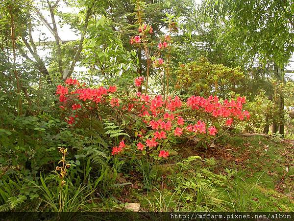 080503蘭蕨園 金毛杜鵑.JPG