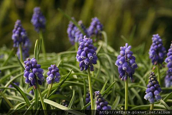 IMG_7732.JPG IMG_7732.JPG