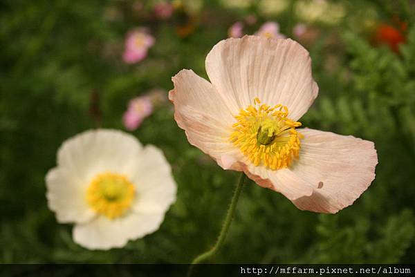 IMG_7720.JPG IMG_7720.JPG