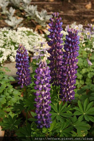 IMG_7780.JPG IMG_7780.JPG