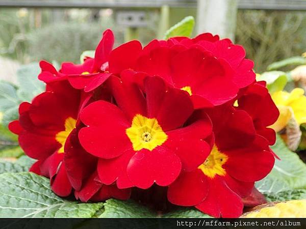 中國報春(報春花)1