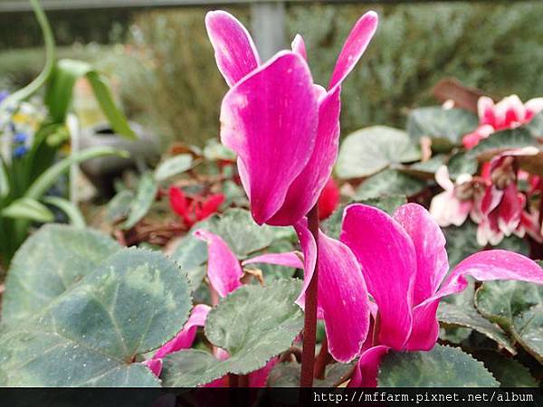 仙客來1 仙客來1