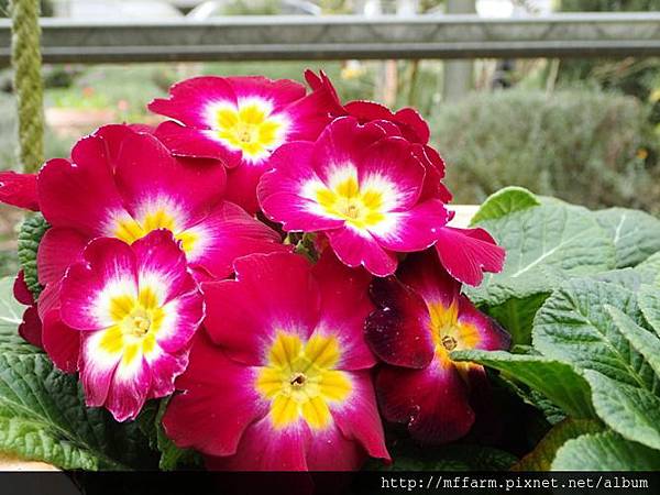 中國報春(報春花)2