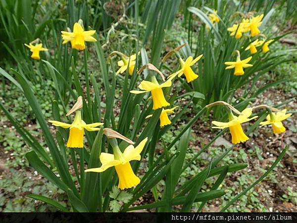 水仙花2 水仙花2
