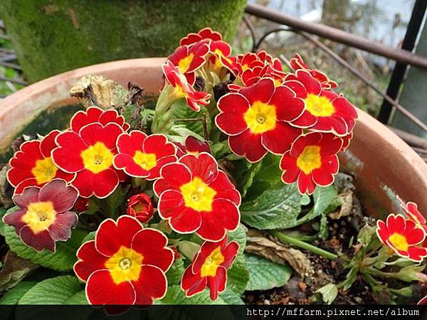 中國報春(報春花)4 中國報春(報春花)4