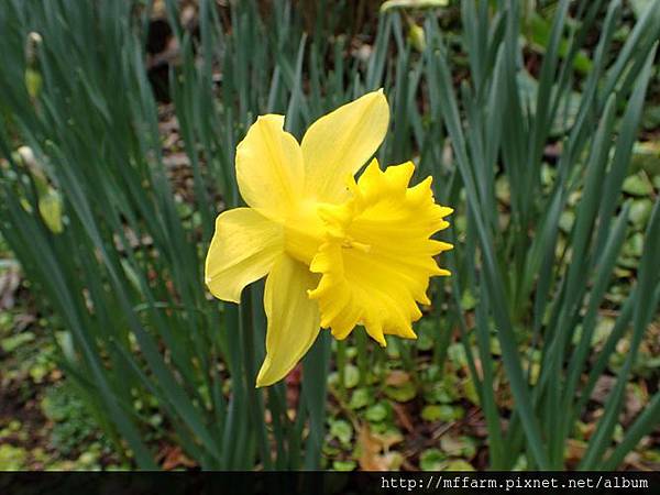 水仙花3 水仙花3