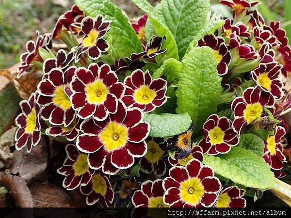 中國報春(報春花)3