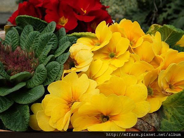 中國報春(報春花)5