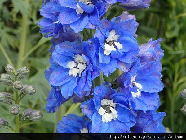 大飛燕草 大飛燕草