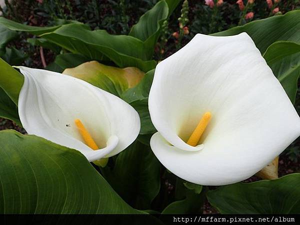 白花海芋1 白花海芋1