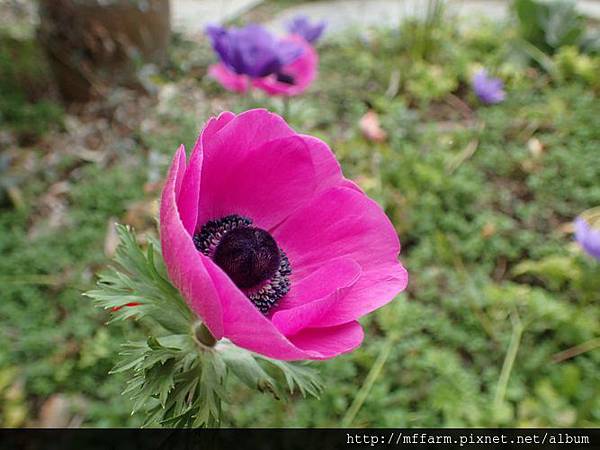 白頭翁1 白頭翁1