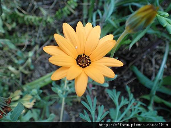 非洲金盞菊(銅錢花)