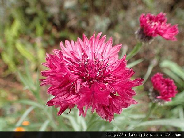 矢車菊1 矢車菊1