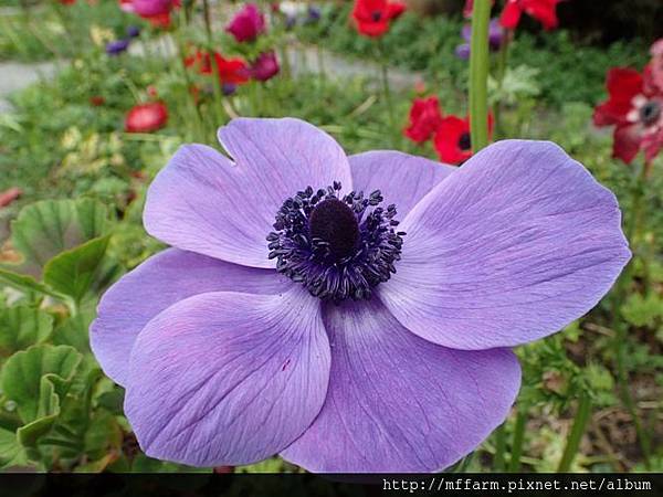 白頭翁3 白頭翁3