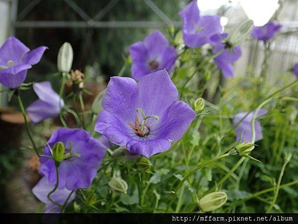 星花風鈴草(蔓性風鈴花)