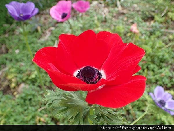 白頭翁2 白頭翁2