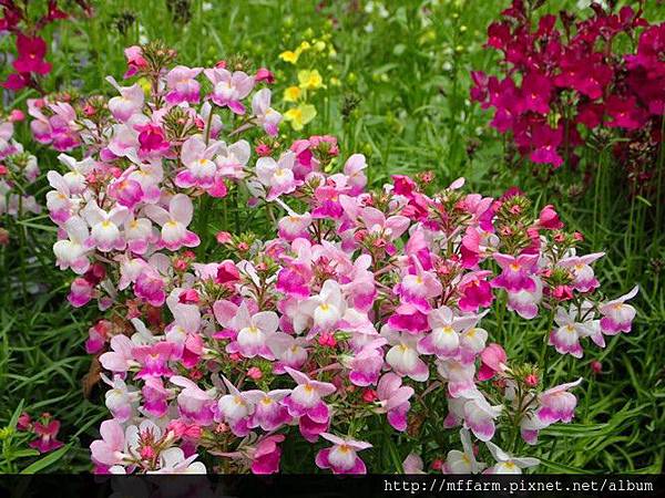 柳穿魚2 柳穿魚2