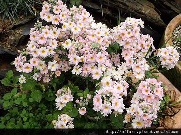 西洋櫻草(報春花)1