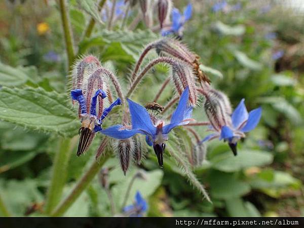 琉璃苣1 琉璃苣1