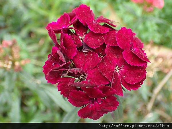 美國撫子 美國撫子