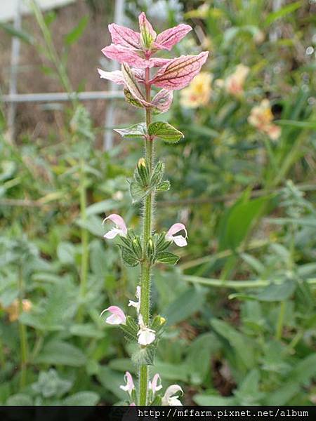 彩苞鼠尾草 彩苞鼠尾草