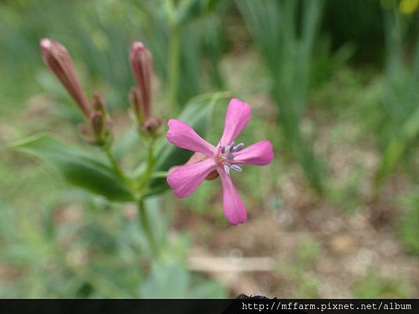 捕蟲瞿麥 捕蟲瞿麥