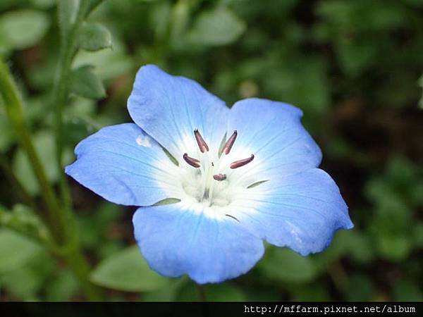 粉蝶花1 粉蝶花1