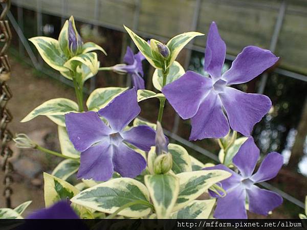 蔓常春藤 蔓常春藤