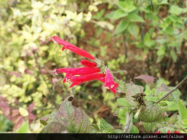 鳳梨鼠尾草 鳳梨鼠尾草