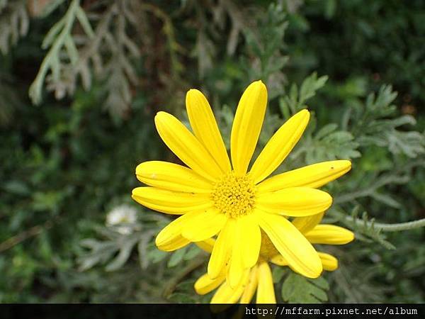 銀葉情人菊 銀葉情人菊