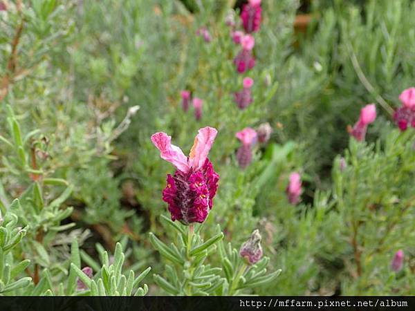 薰衣草 薰衣草