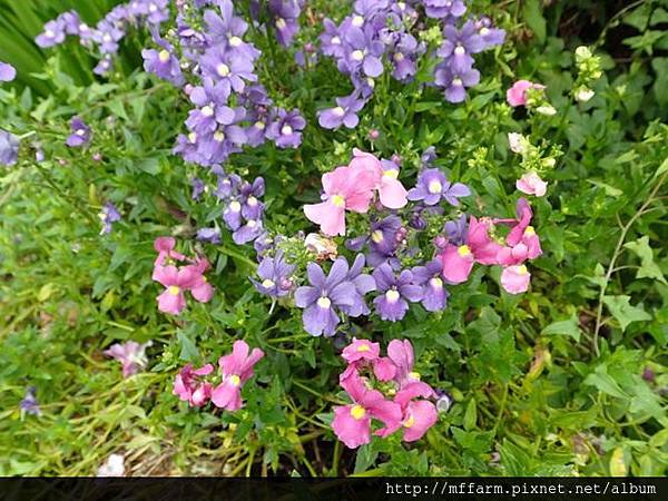 囊距花1 囊距花1